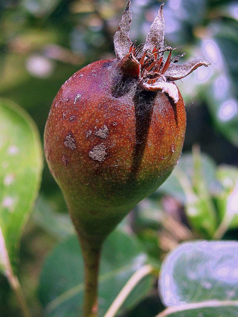 rose bud roses free photo