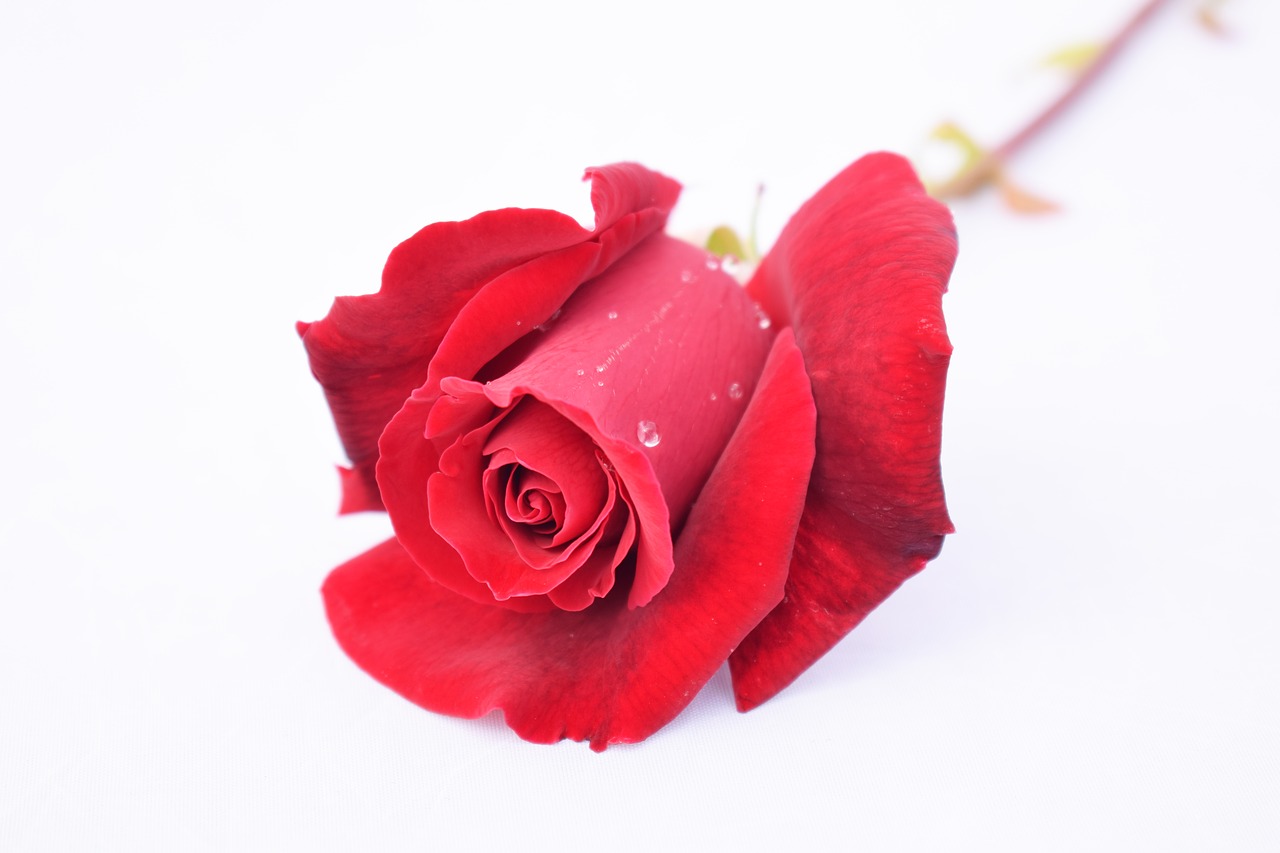 rose  red  flower free photo