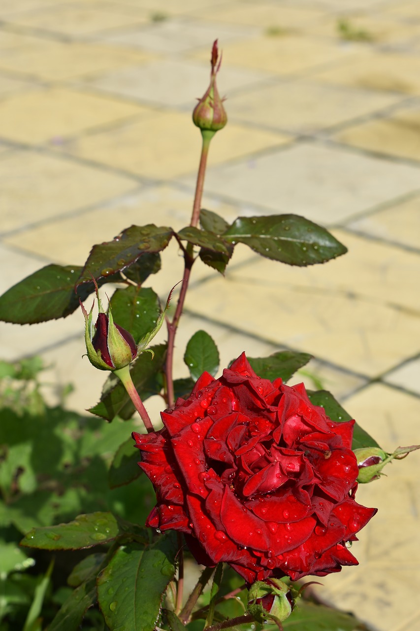 rose  red  flower free photo