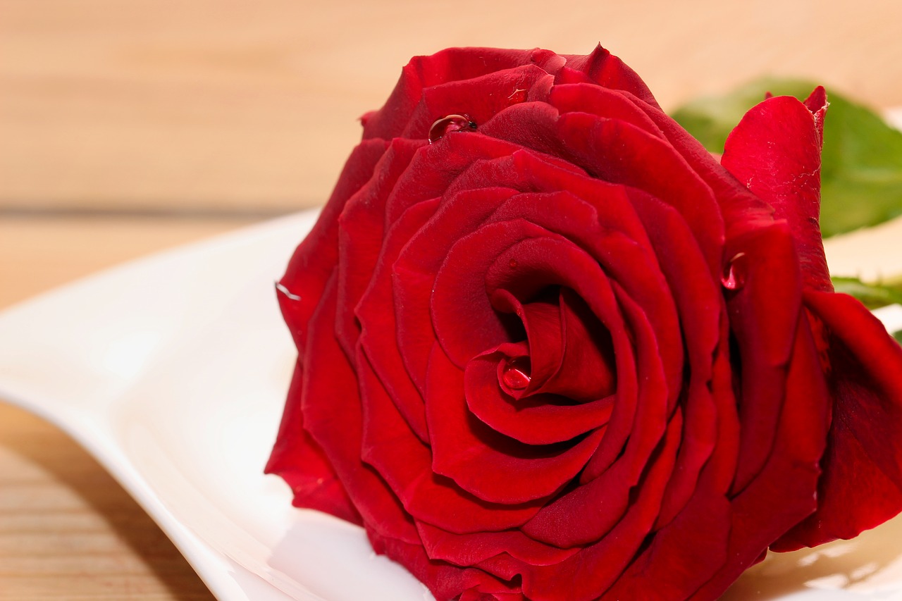 rose  red  plate free photo