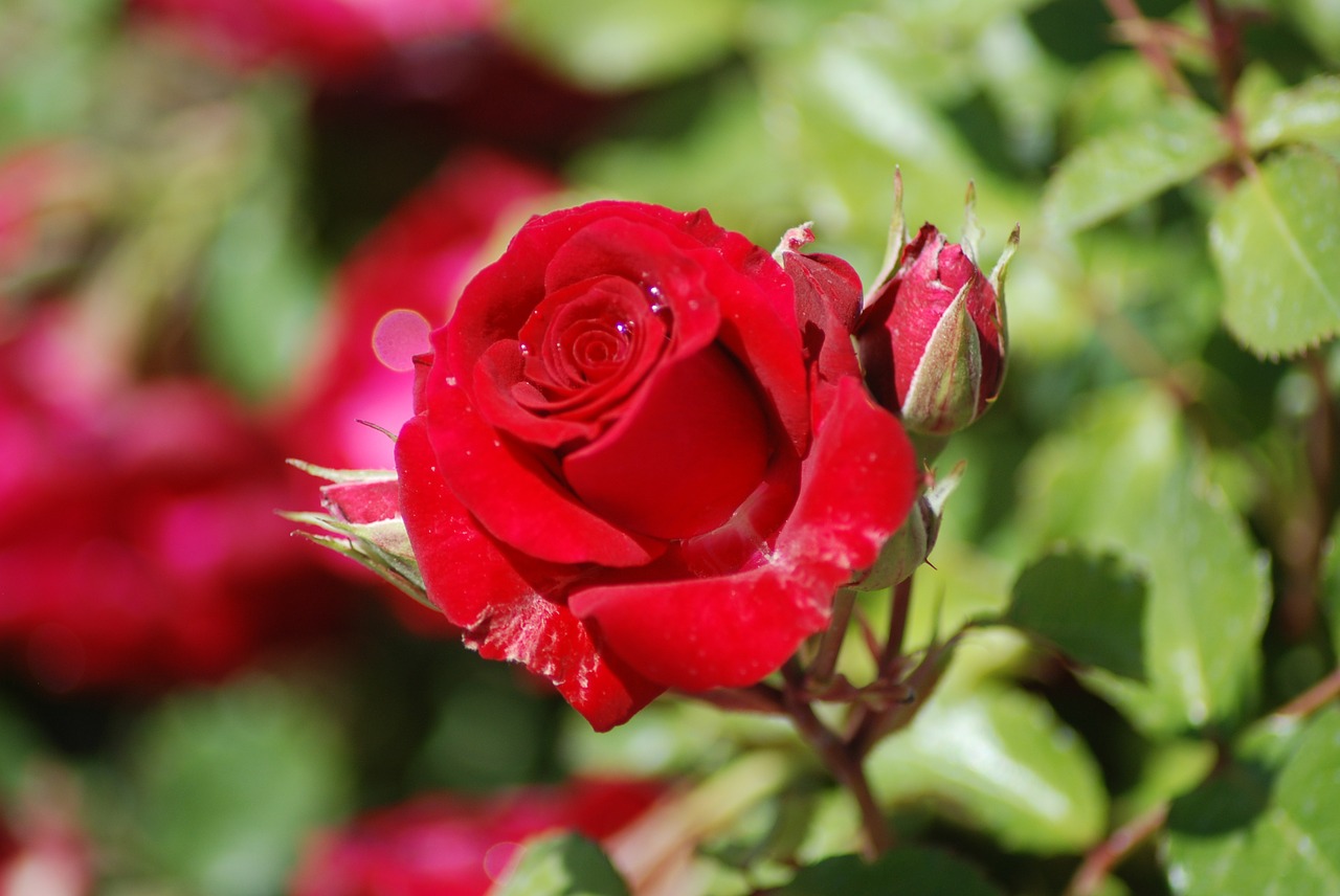 rose red bud free photo