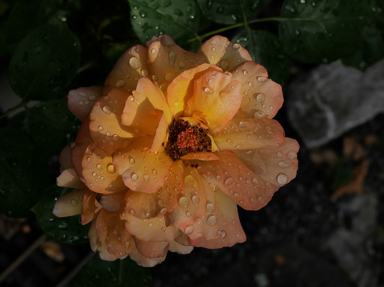 rose  rain  rainstorm free photo