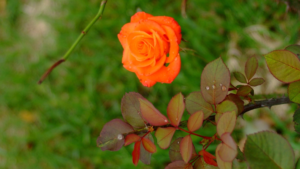 rose  red color  flowering free photo