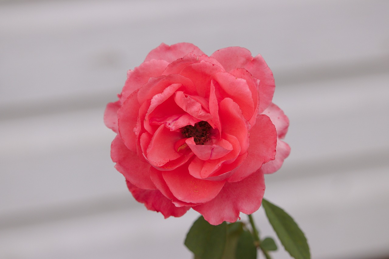 rose  flower  bloom free photo