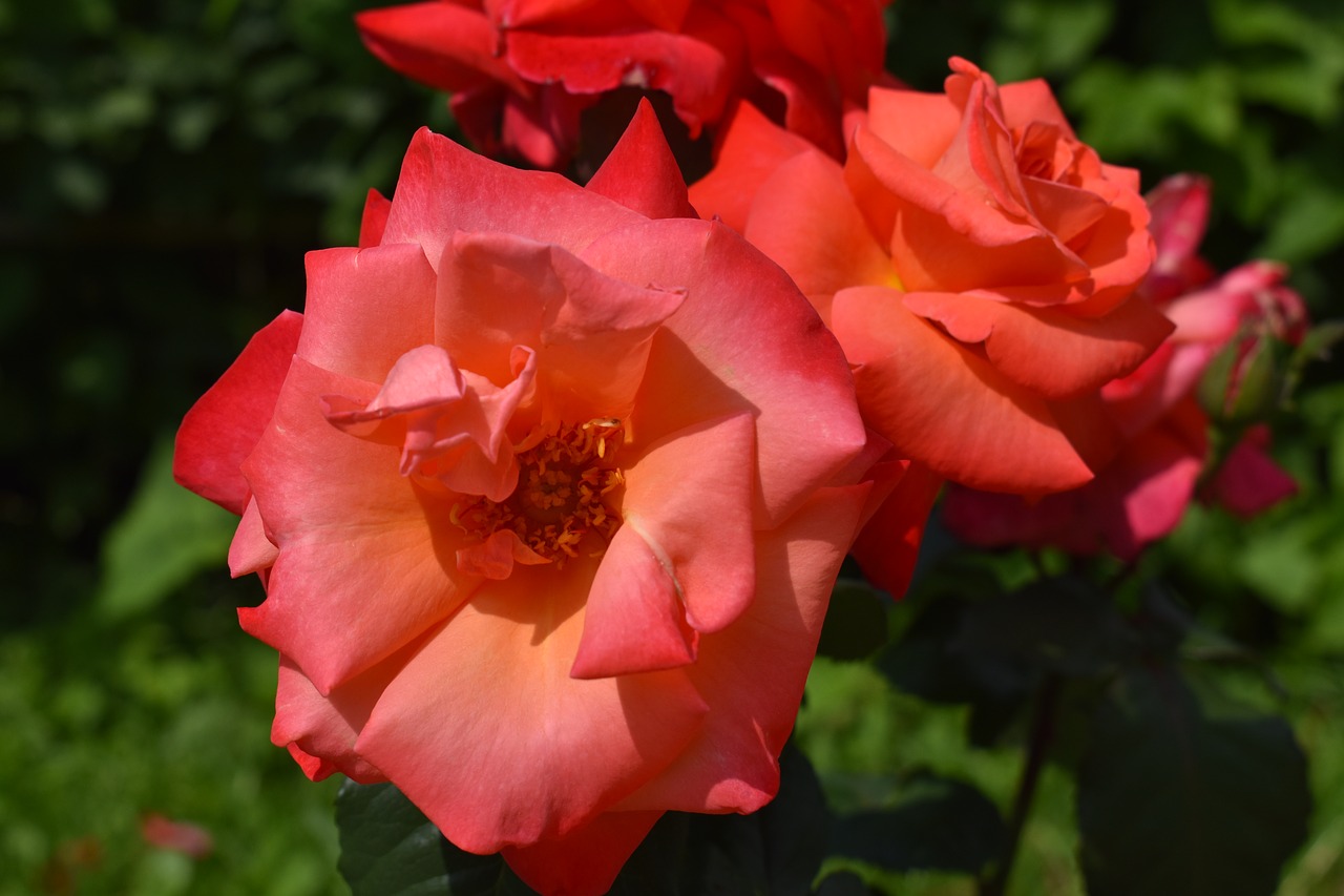 rose  red  flower free photo