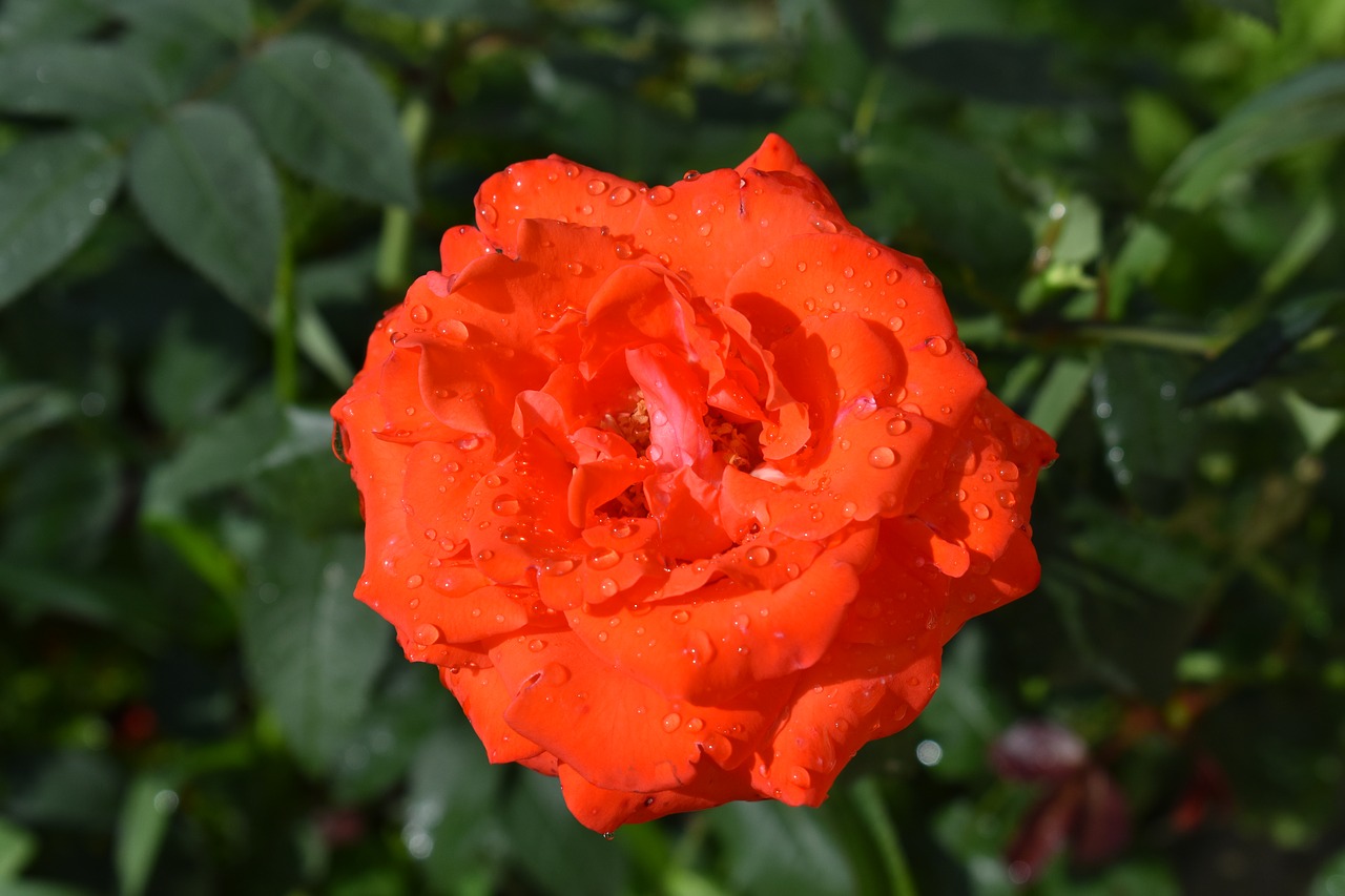 rose  red  flower free photo