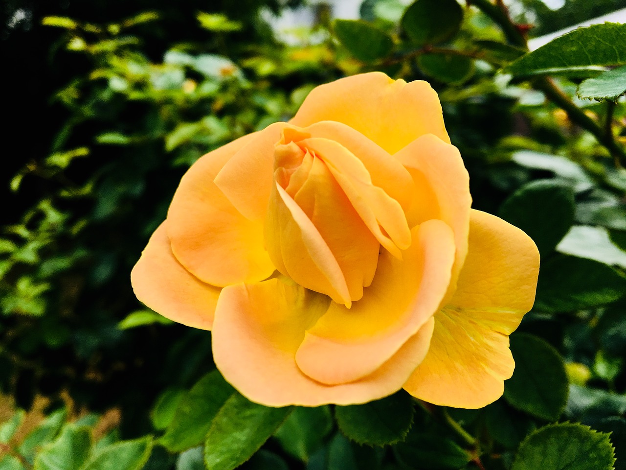 rose  flower  yellow free photo