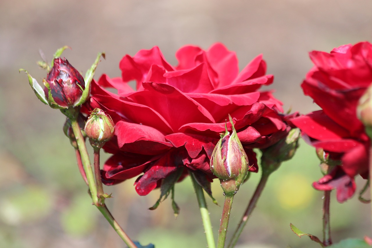 rose  red rose  flower free photo