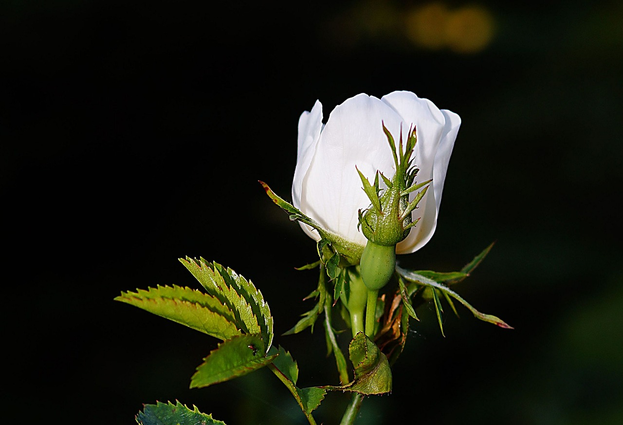 rose blossom bloom free photo