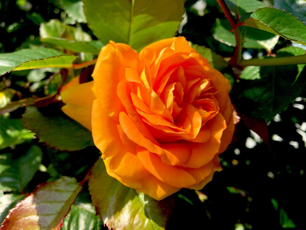 rose  flower  orange free photo