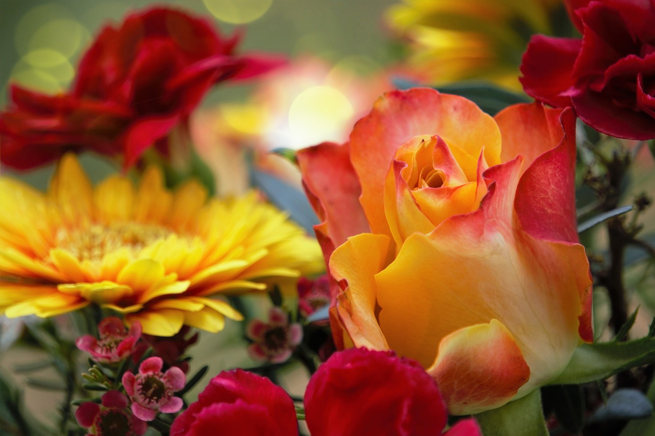 rose  yellow  gerbera free photo