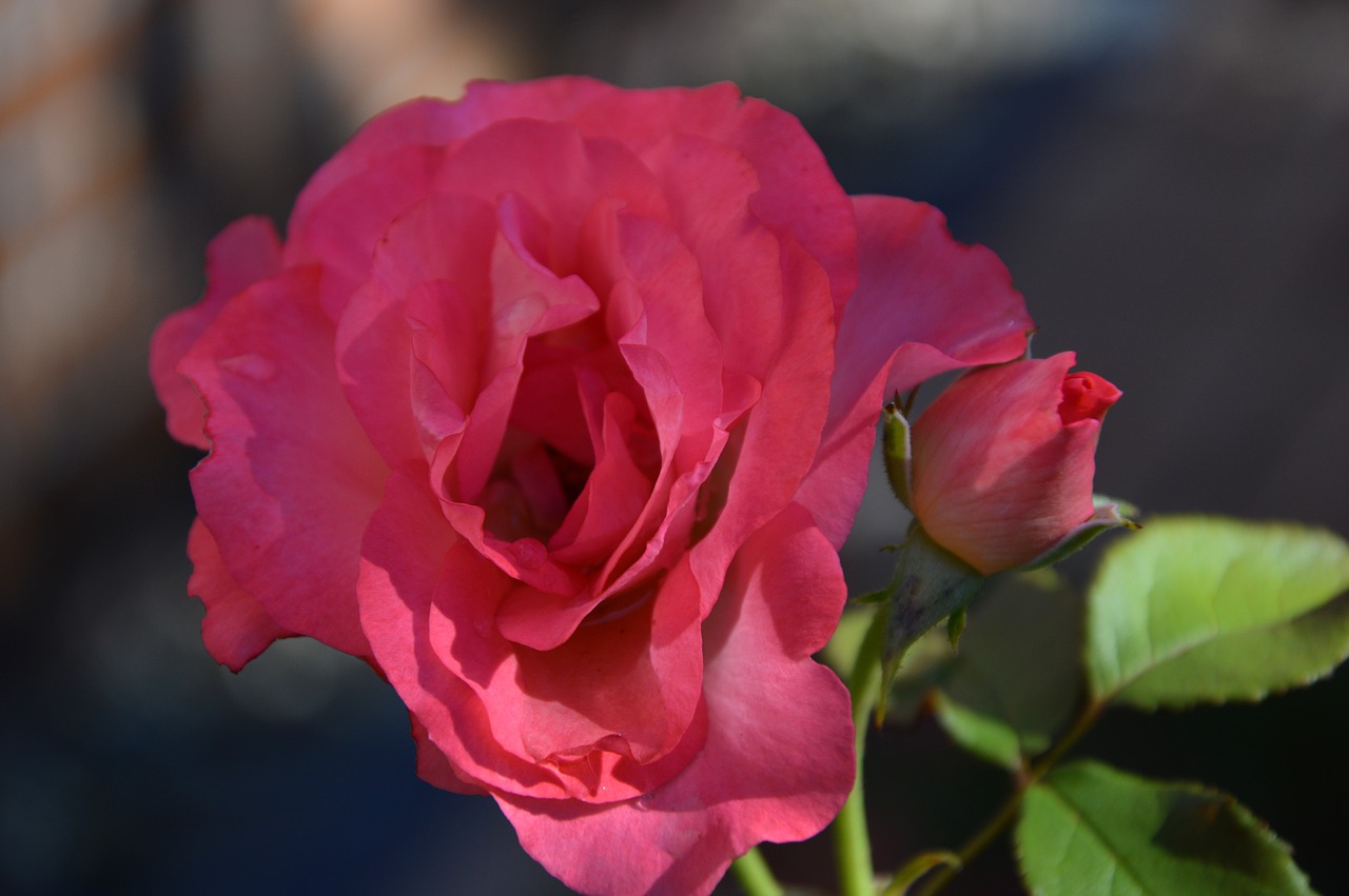 rose  flower  bloom free photo