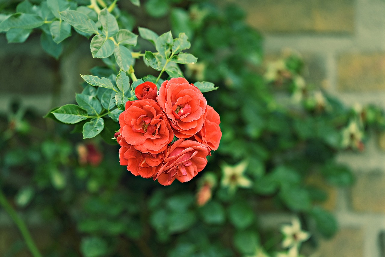 rose  flower  plant free photo