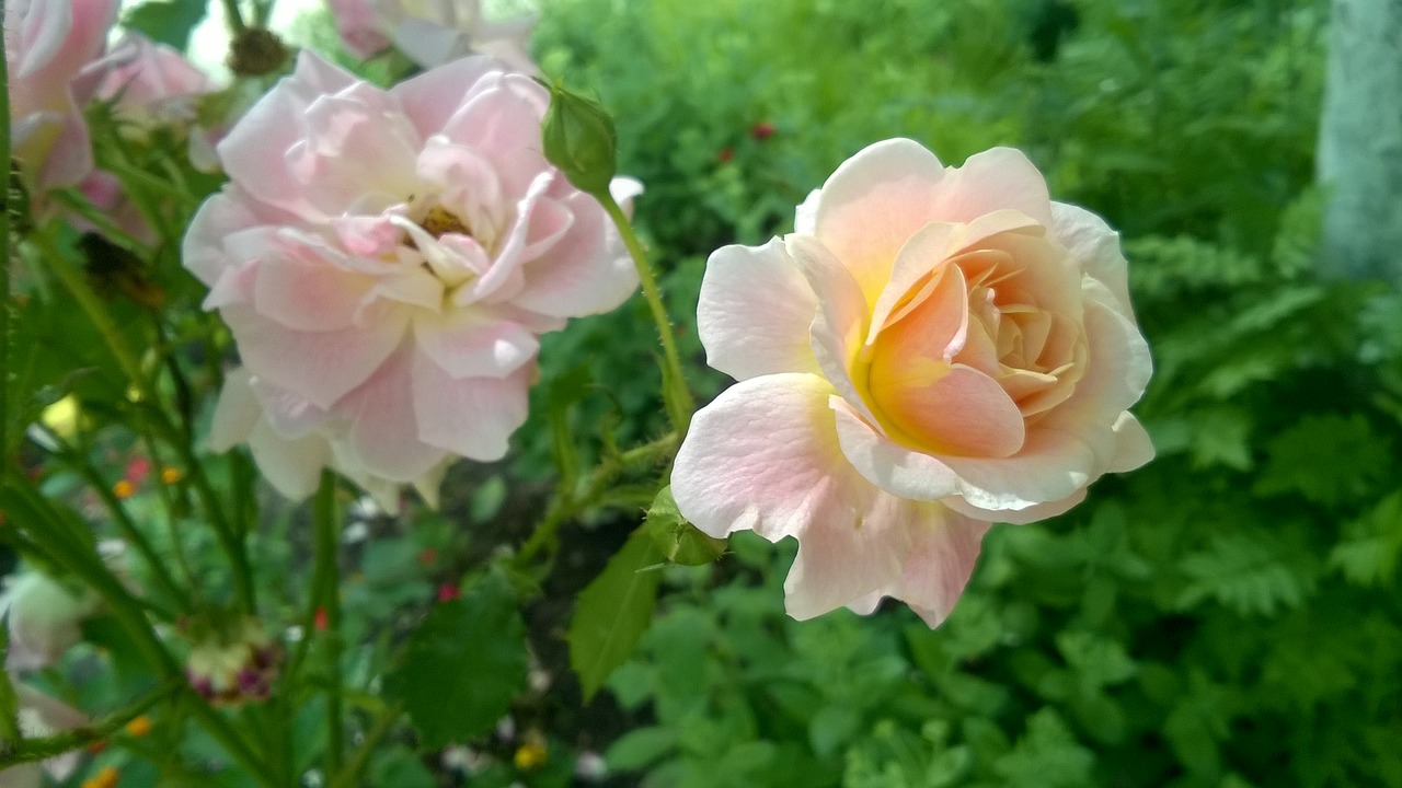 rose  flowers  garden free photo