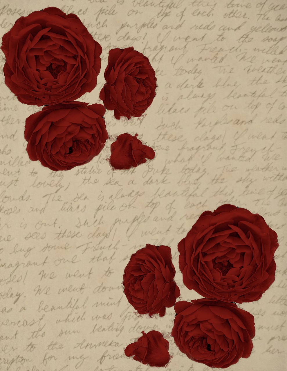 rose  red  handwriting free photo