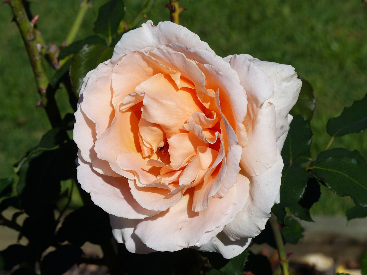 rose apricot colour bloom free photo