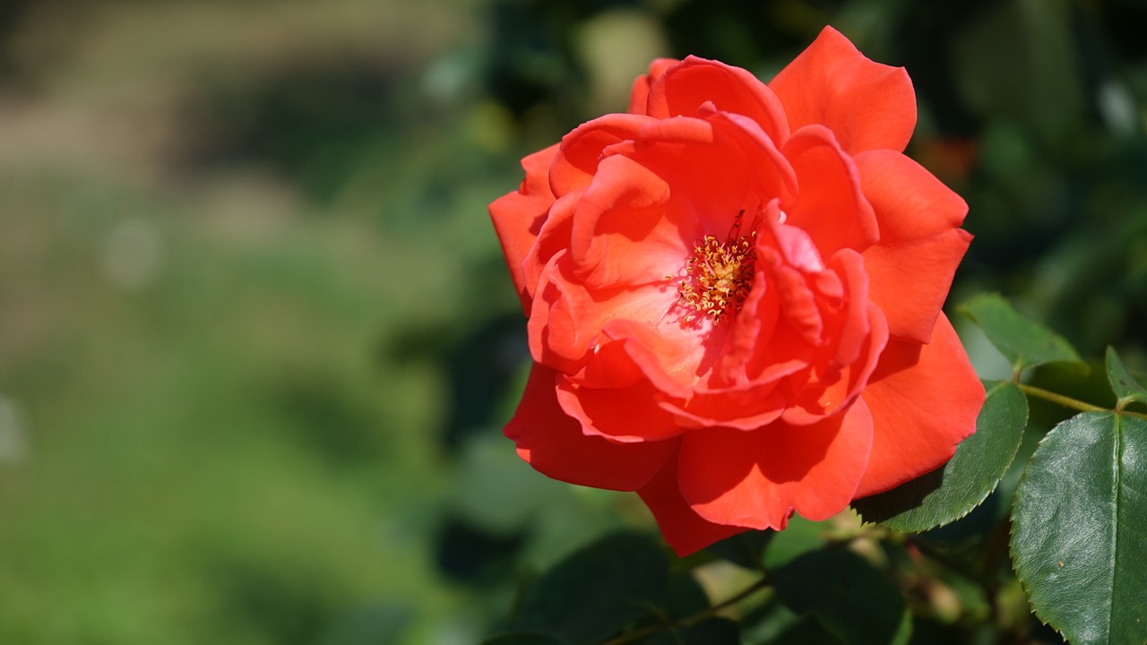 rose  flower  flowering free photo