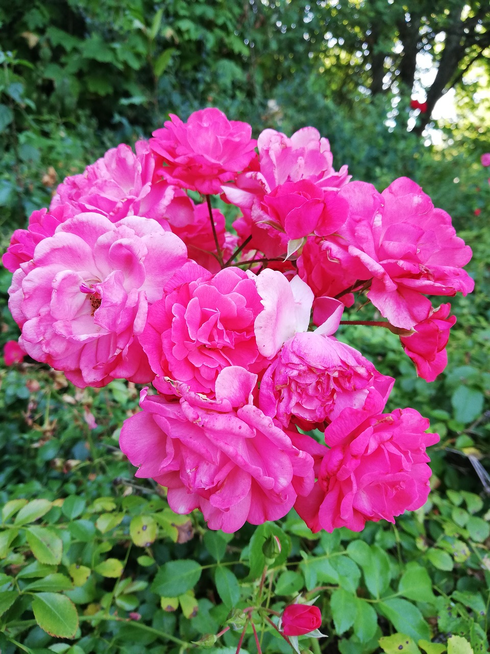 rose  flower  park free photo