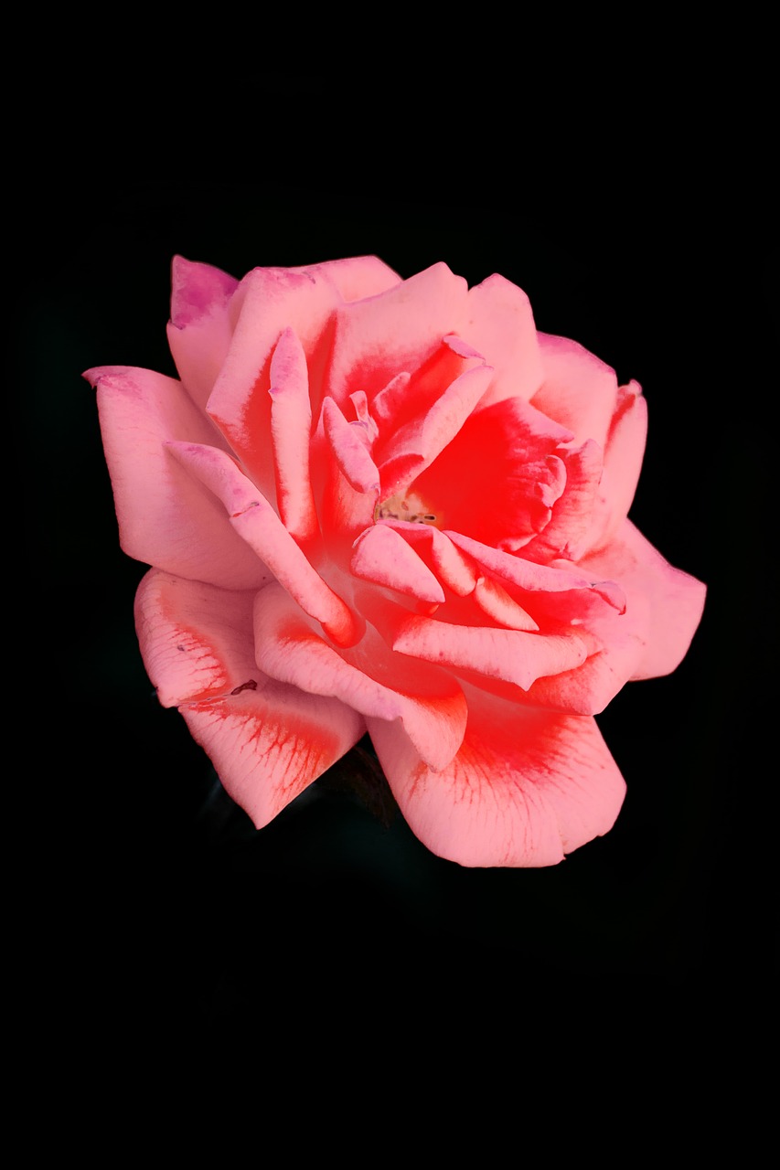 rose  love  mother's day free photo