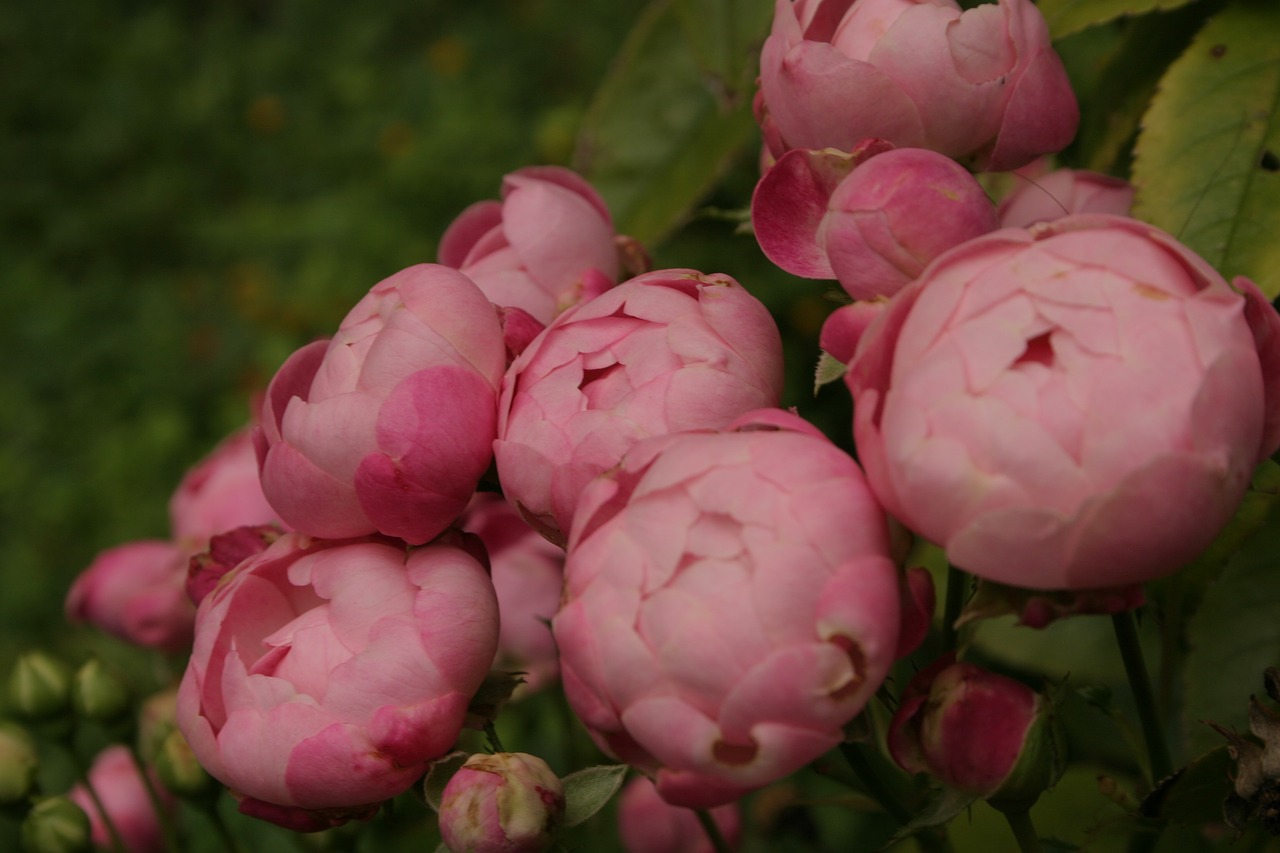 rose  flower buds  flower free photo