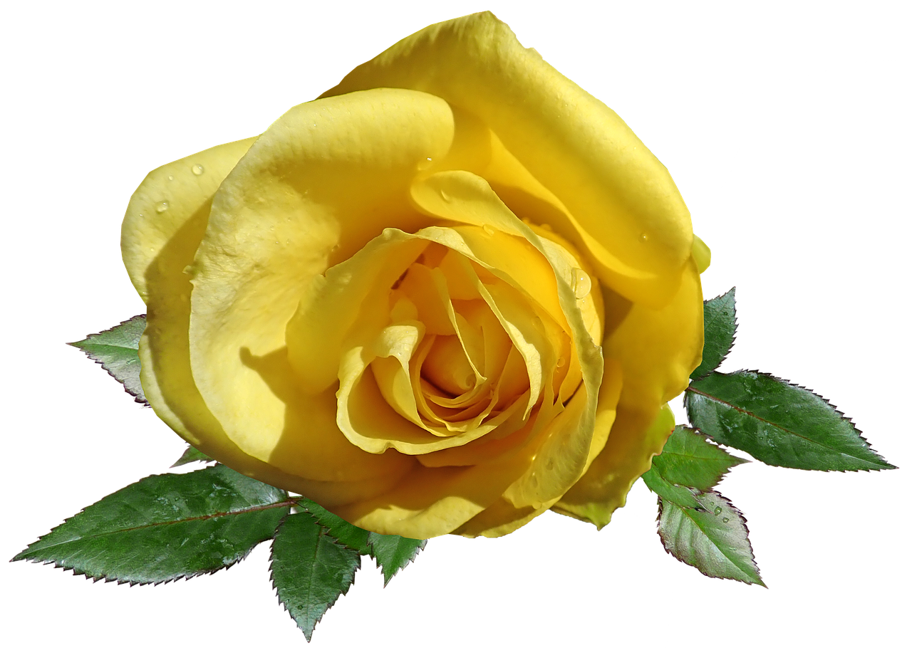 rose  flower  yellow free photo