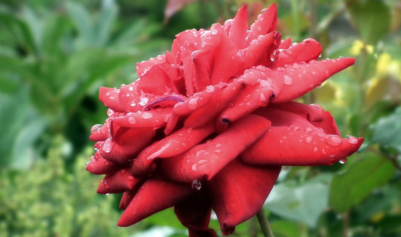 rose  red  the petals free photo