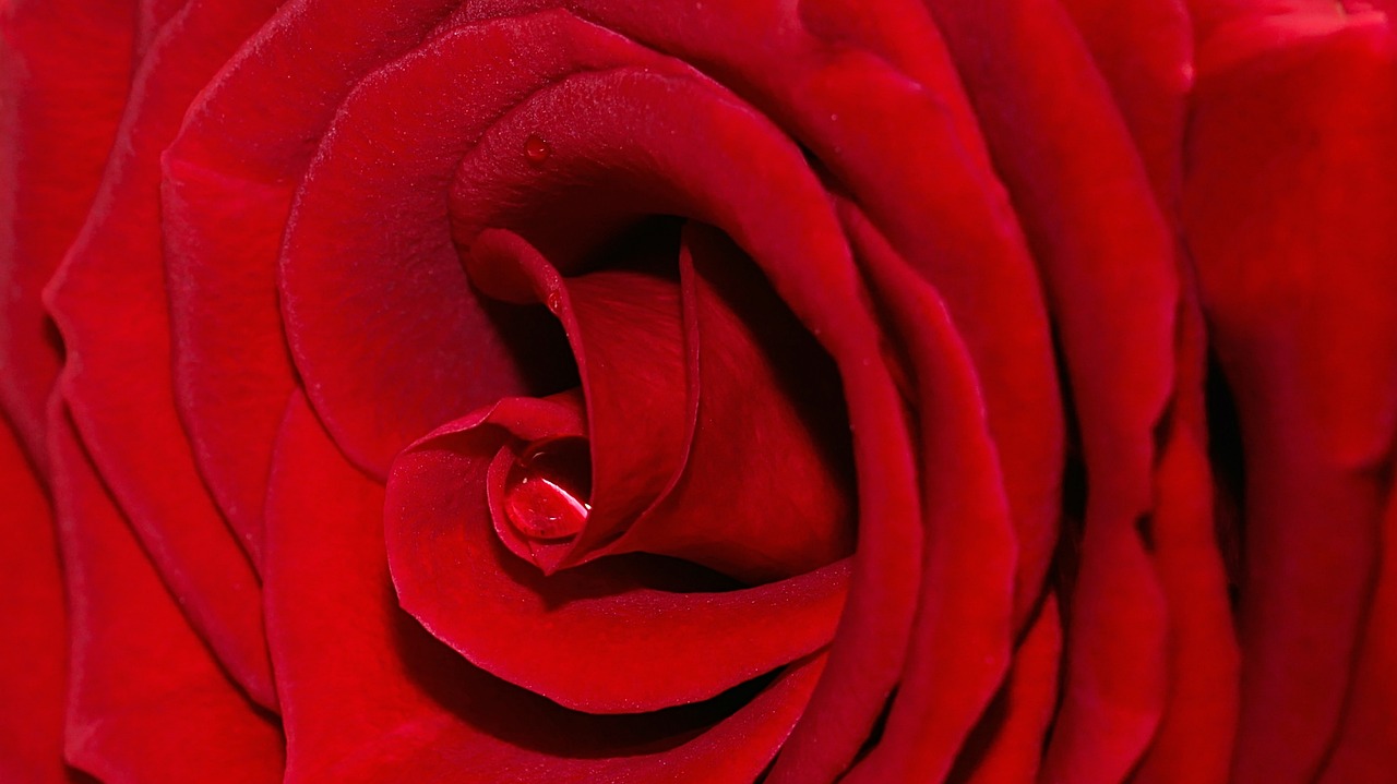 rose  red  macro free photo