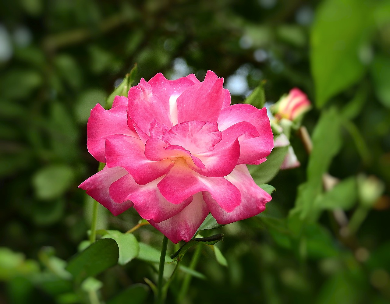 rose  nature  flower free photo