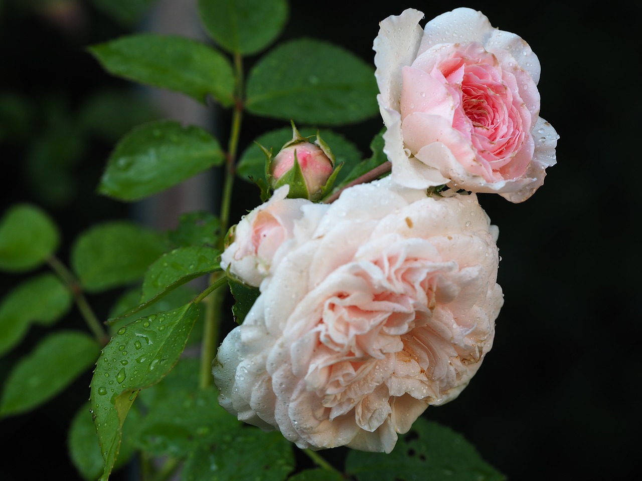 rose  love  mourning free photo