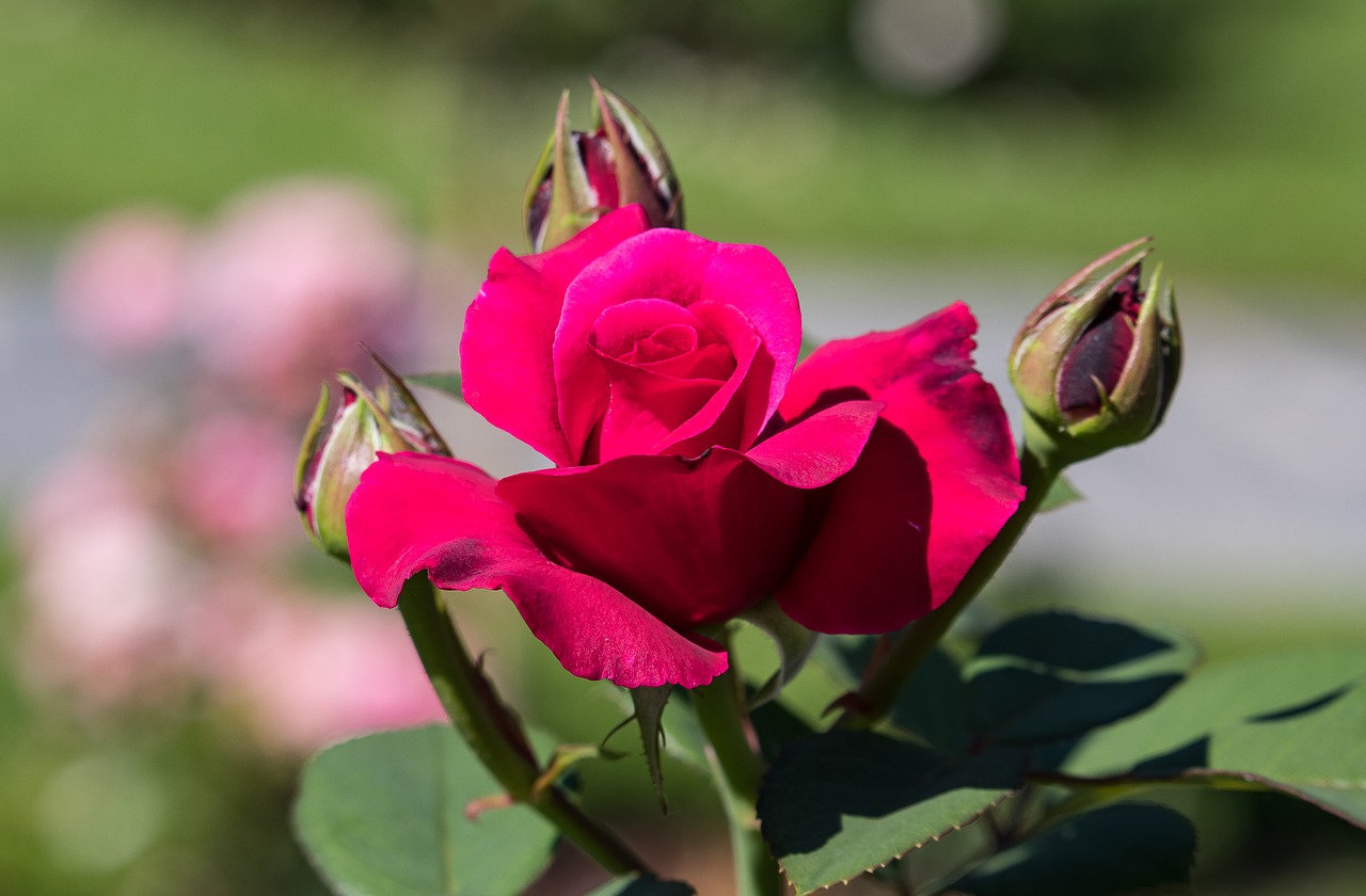 rose  flower  plant free photo