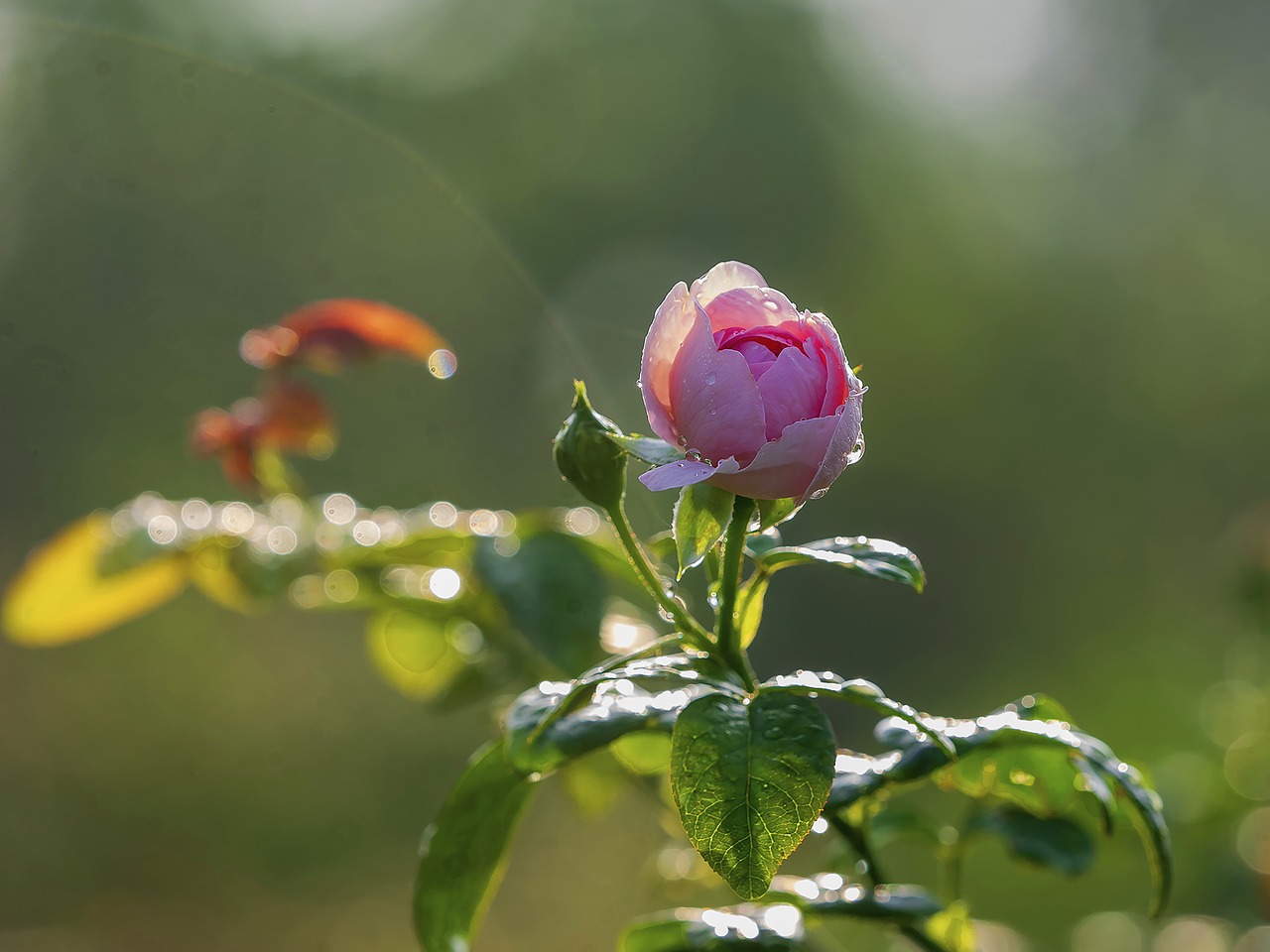 rose  rose in garden  garden free photo