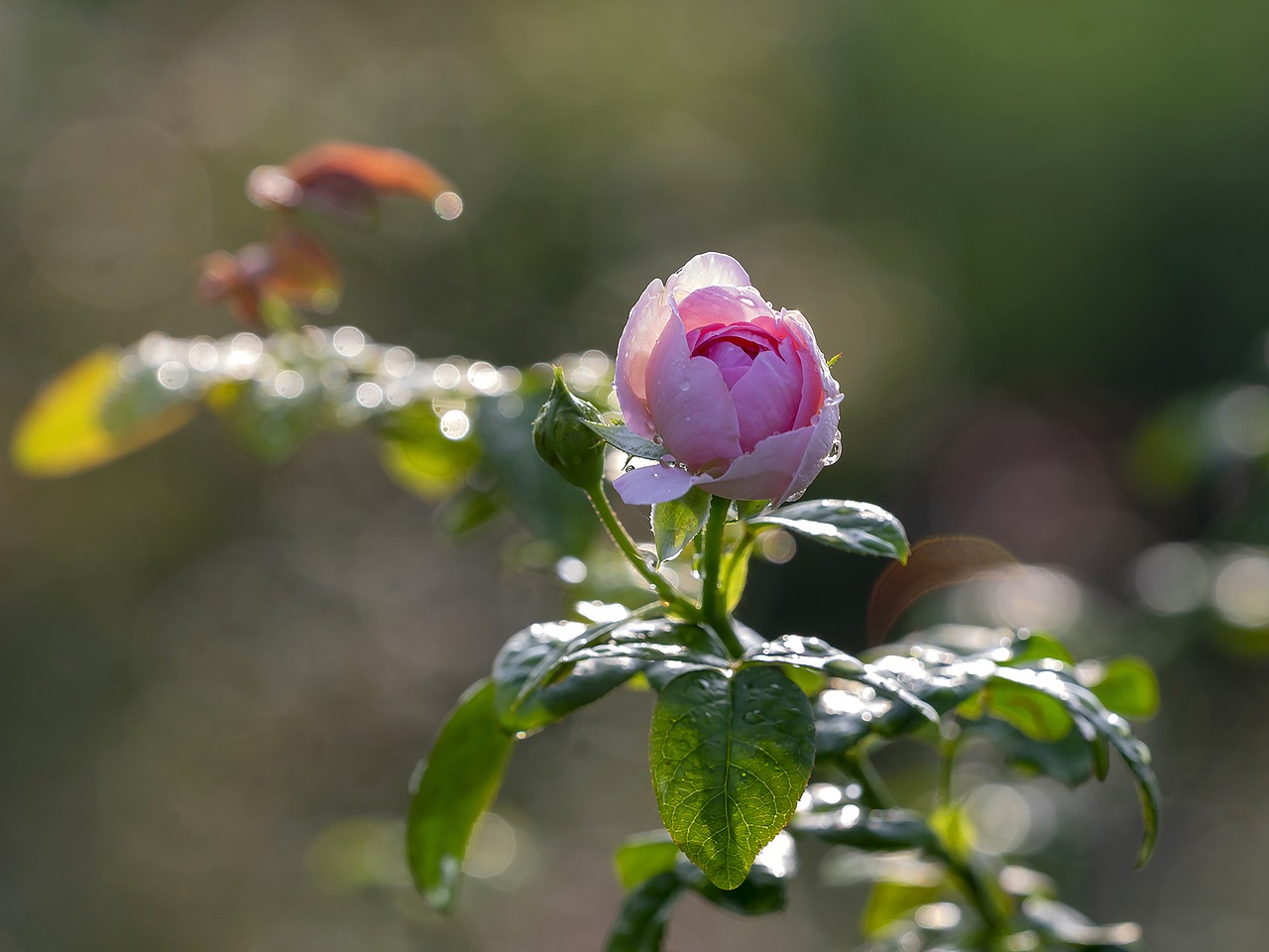 rose  rose in garden  garden free photo