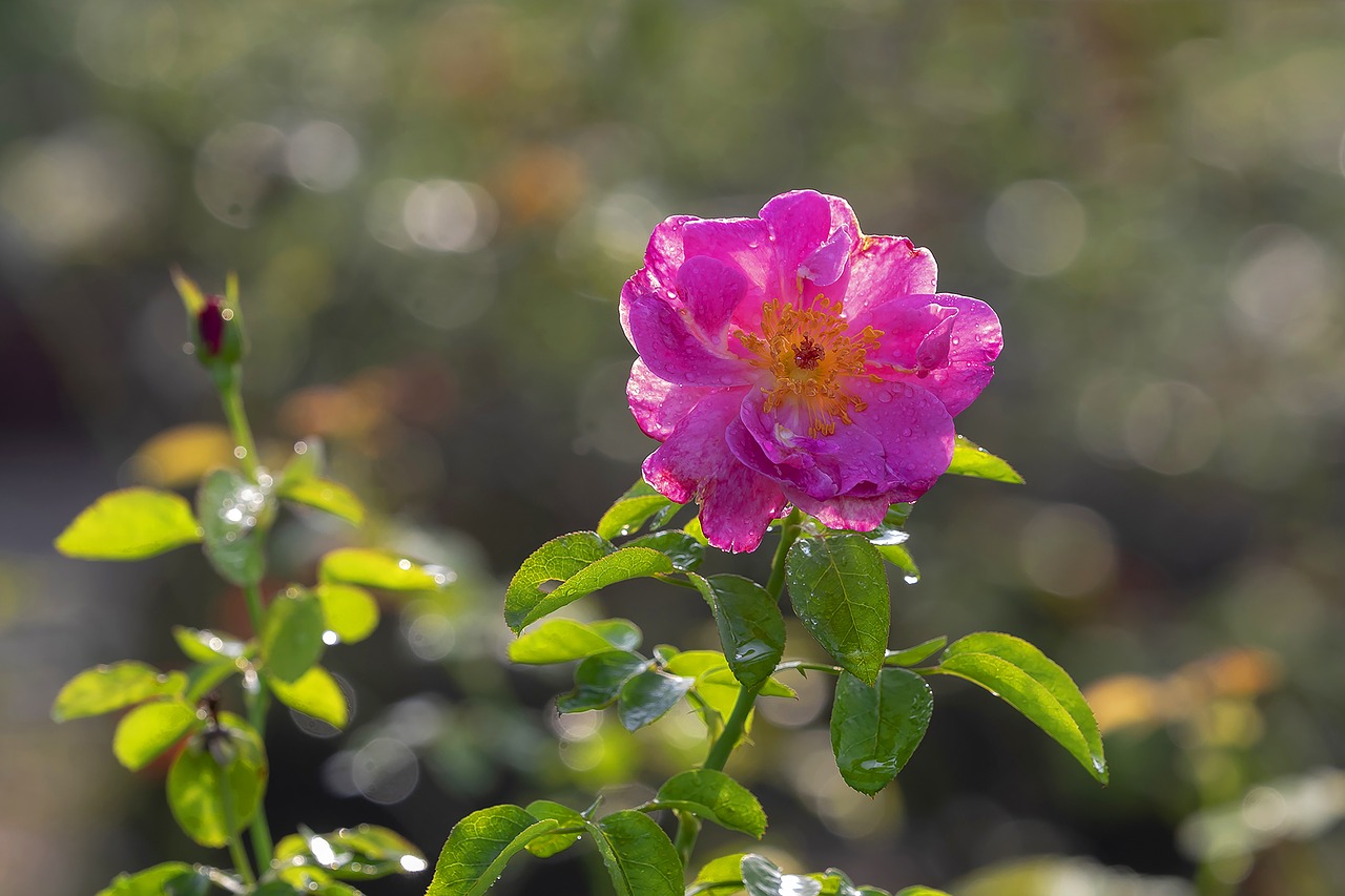 rose  rose in garden  garden free photo
