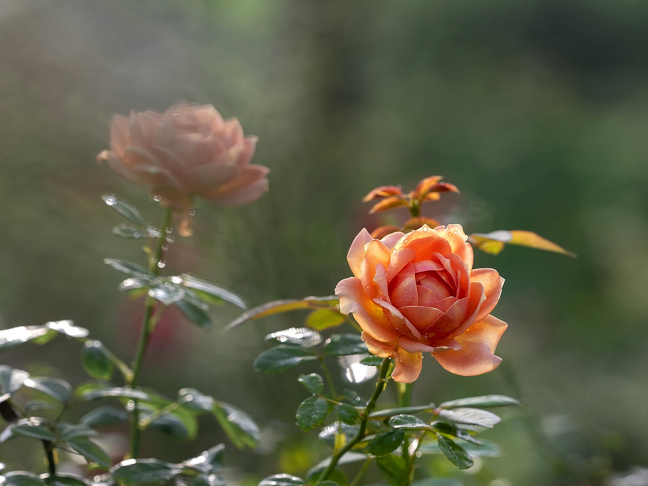 rose  rose in garden  garden free photo