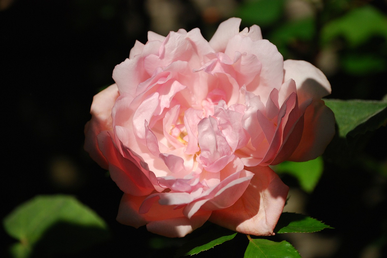 rose pink flower free photo