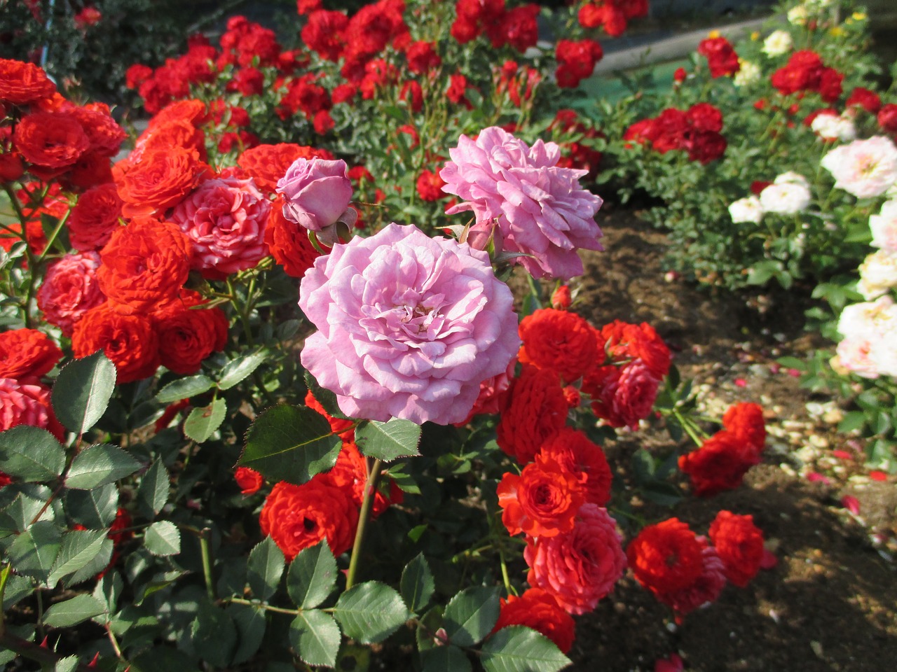 rose  rose garden  purple roses free photo