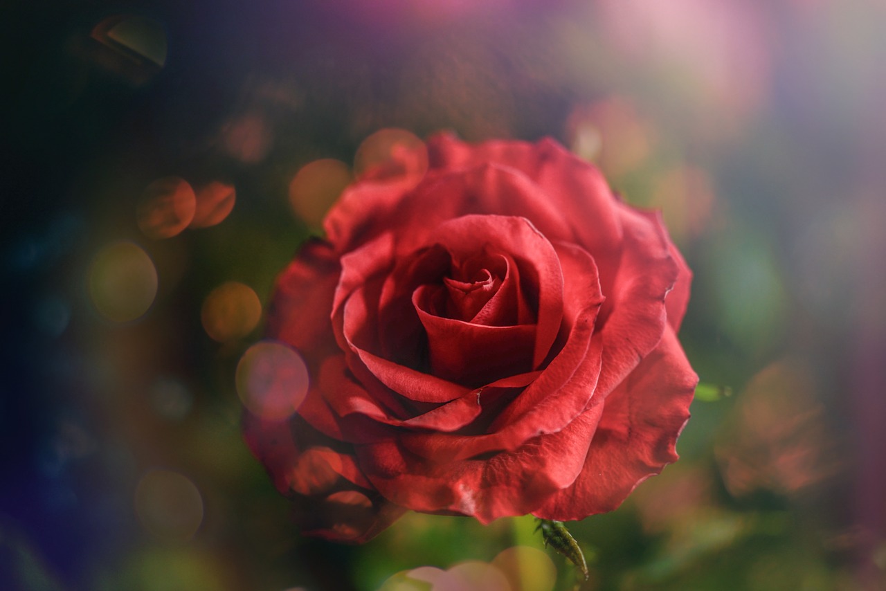 rose  red  flower free photo