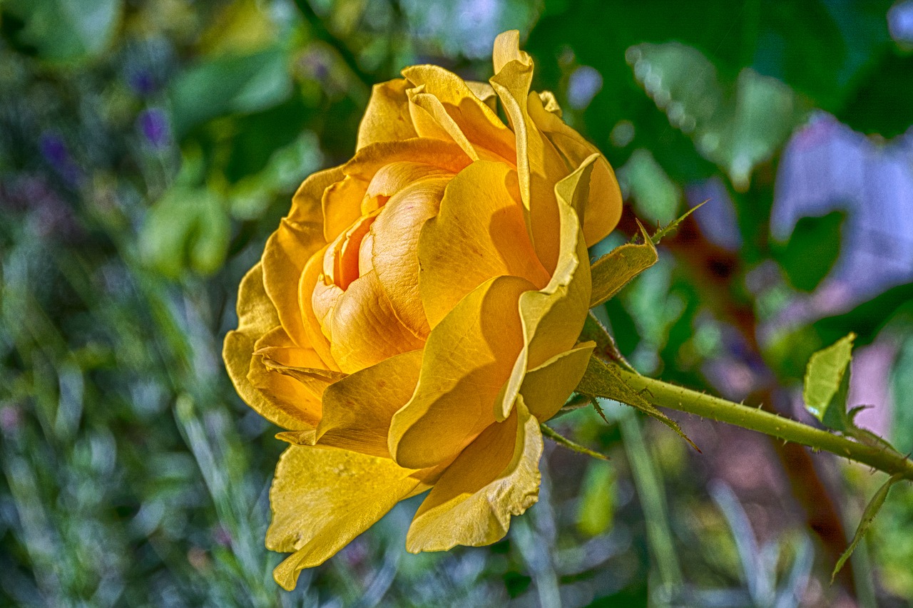 rose  yellow  flower free photo