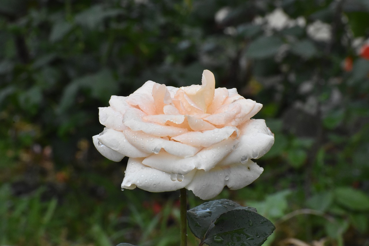 rose  white  cream free photo