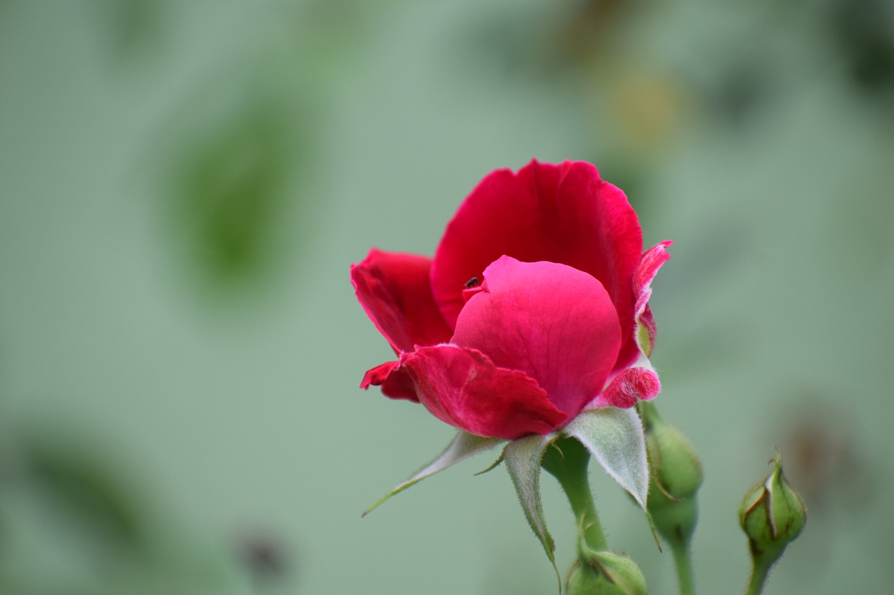 rose  flower  nature free photo