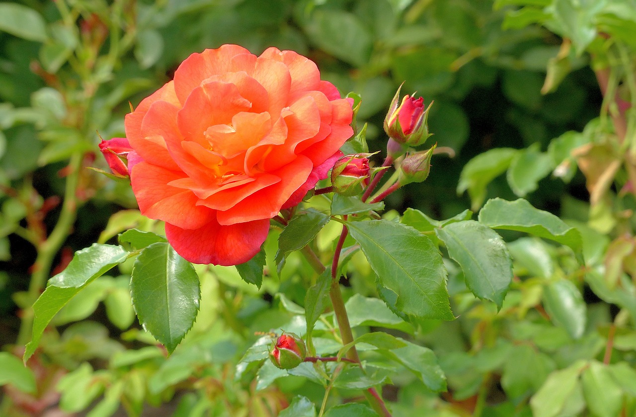 rose  flower  bloom free photo