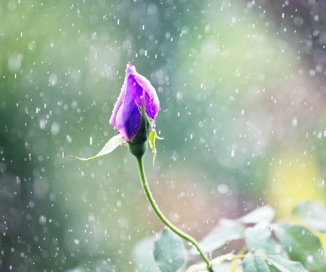 rose  flower  bloom free photo