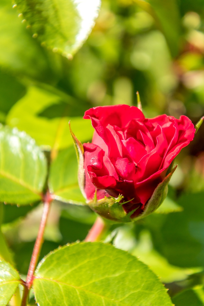 rose  red  flower free photo