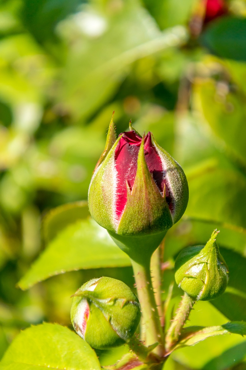 rose  red  flower free photo