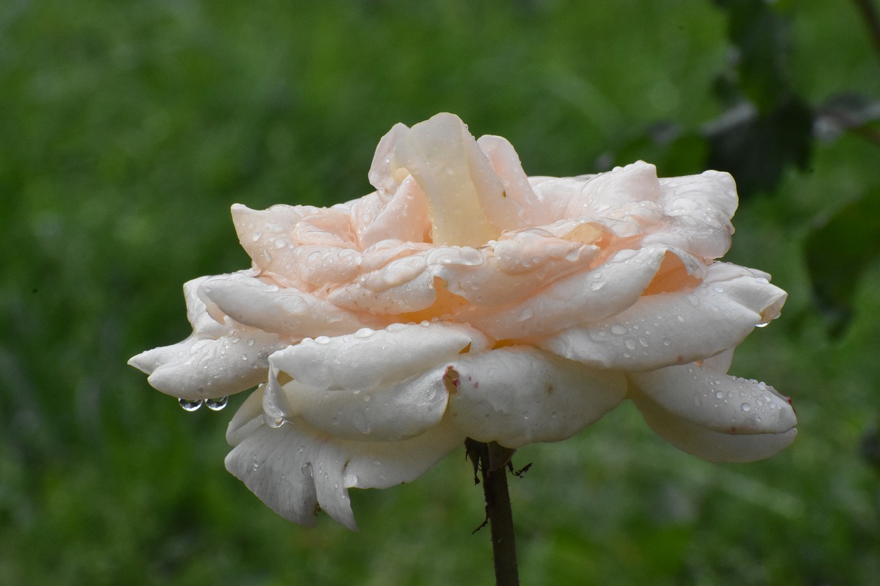 rose  white  cream free photo