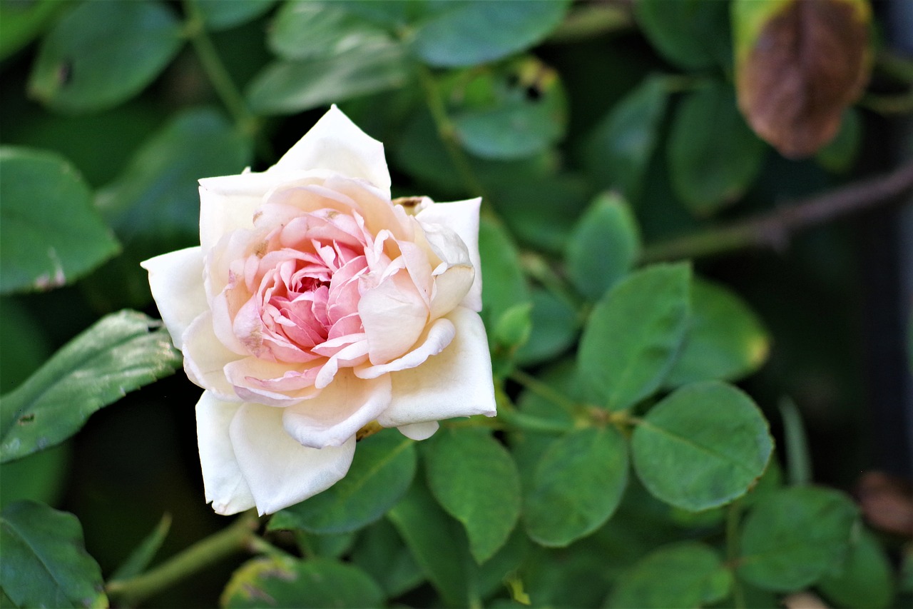 rose  garden  flower free photo