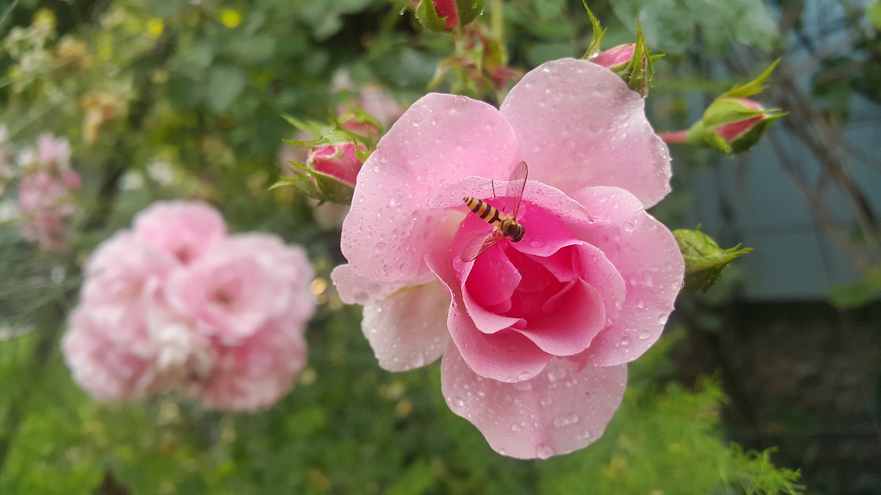 rose  flower  nature free photo