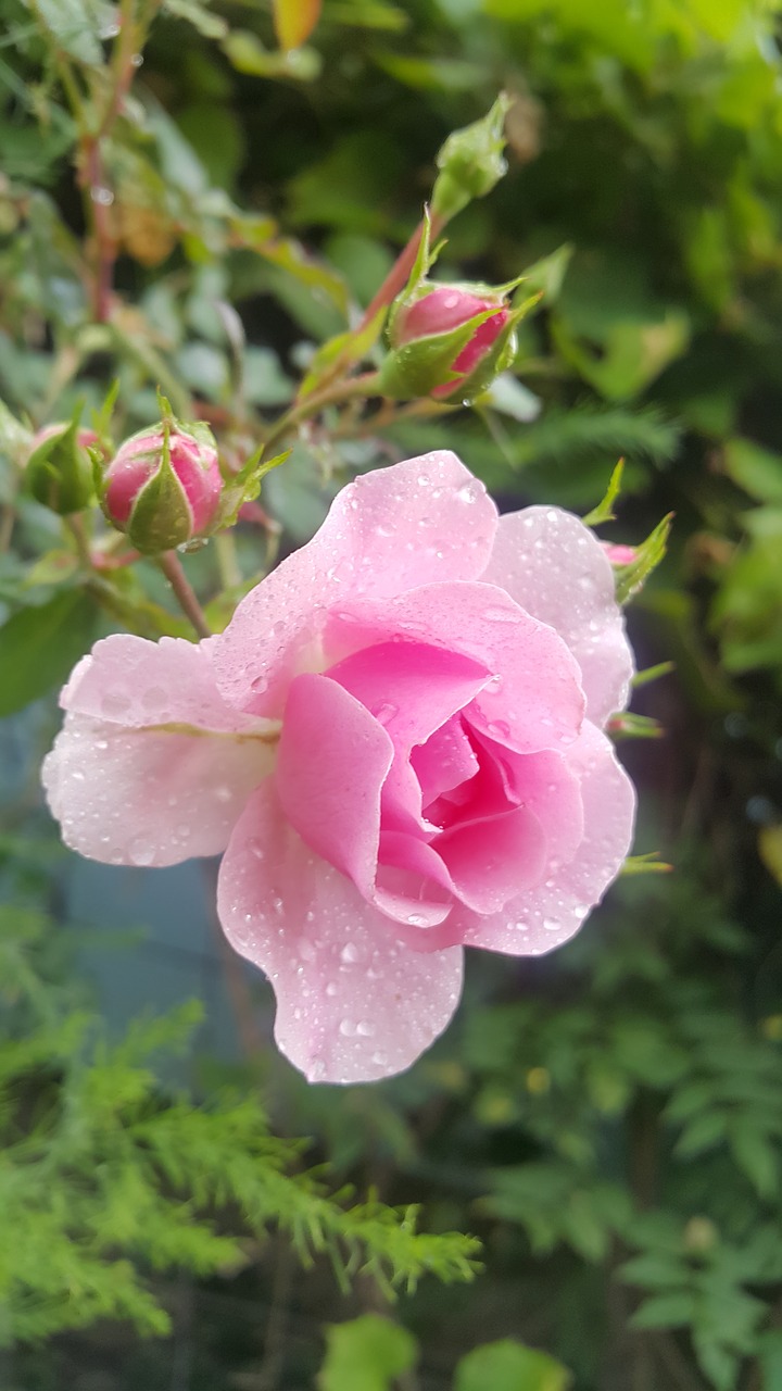 rose  flower  pink free photo