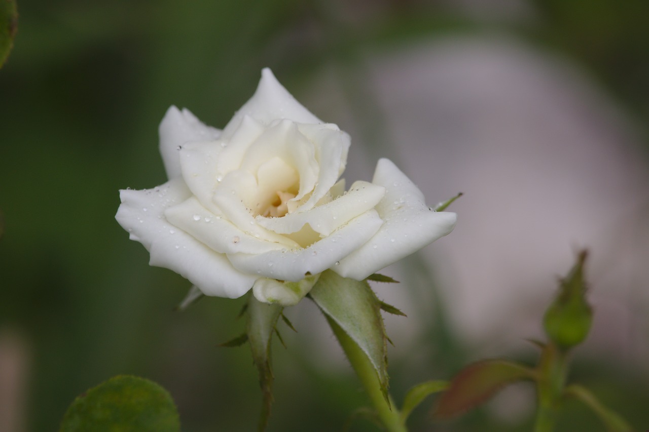 rose  white  rain free photo