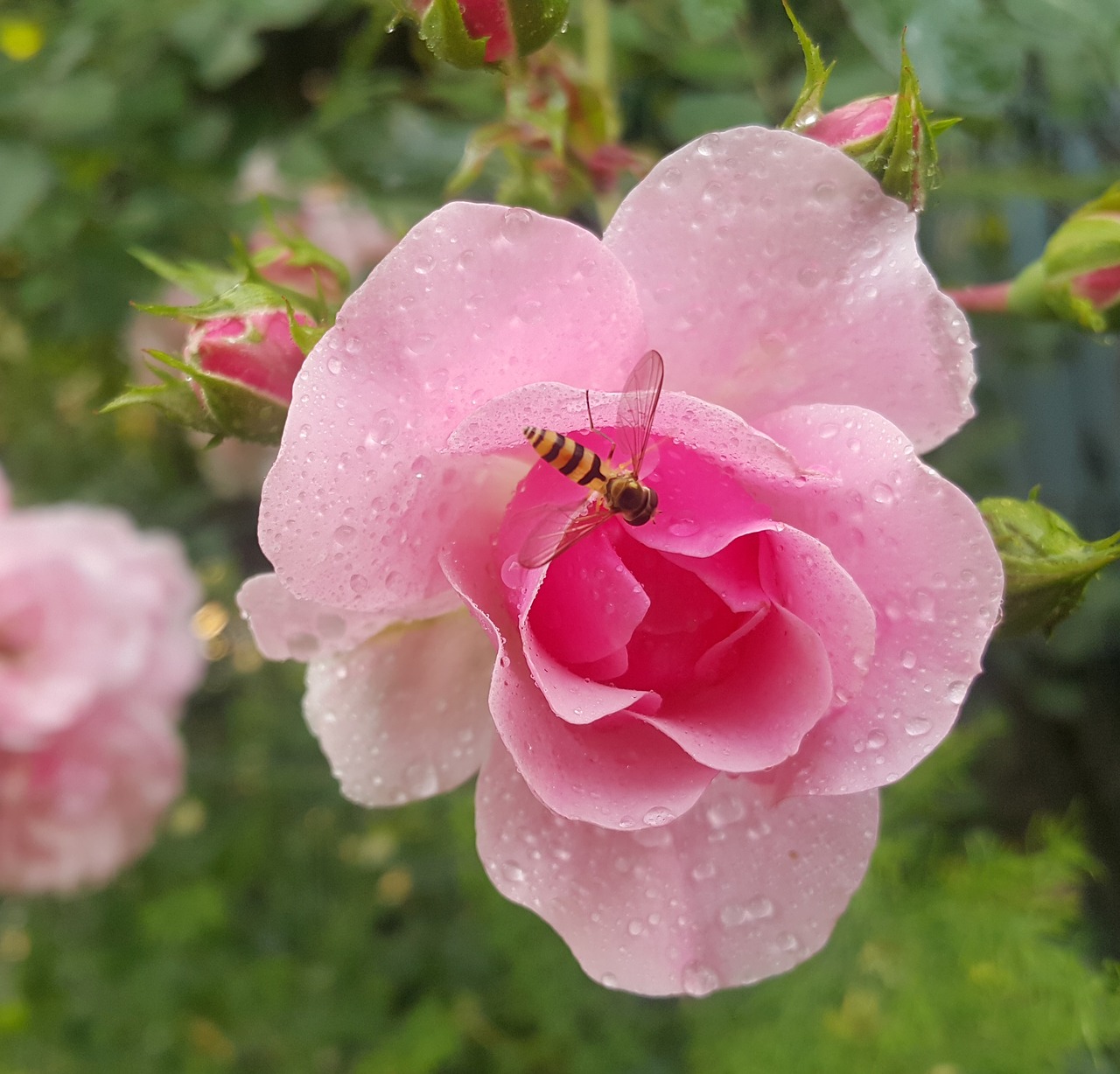 rose  nature  flower free photo